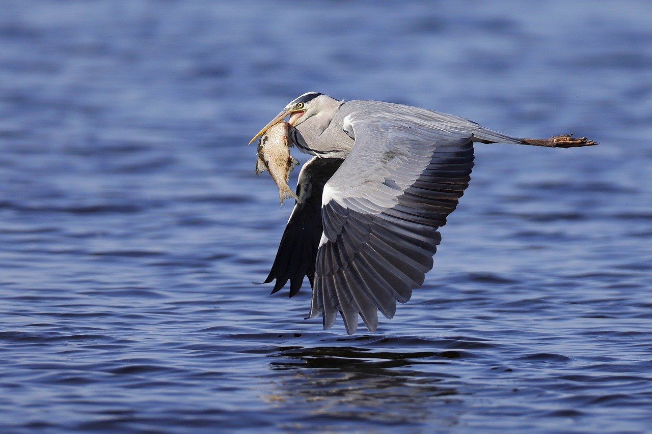 The Ultimate Guide to Fishing in the Boundary Waters